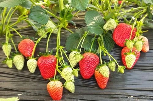 u=1526691303,1955864191&fm=253&fmt=auto&app=138&f=JPEG.webp.jpg u=1526691303,1955864191&fm=253&fmt=auto&app=138&f=JPEG.webp.jpg